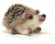 Baby Hedgehog Needle Felting Kit by The Crafty Kit Company